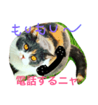 我が家の三毛猫ちゃん（個別スタンプ：14）