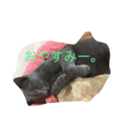 ロシアンブルーのぴんく8（個別スタンプ：1）