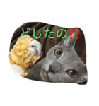 ロシアンブルーのぴんく7（個別スタンプ：2）