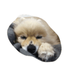 ころわんの1日（個別スタンプ：10）