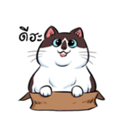 KaowSan Fatcat（個別スタンプ：1）