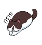 KaowSan Fatcat（個別スタンプ：7）