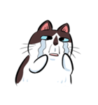 KaowSan Fatcat（個別スタンプ：12）