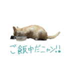 猫のみぃーちゃん（個別スタンプ：1）