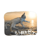 猫のみぃーちゃん（個別スタンプ：3）