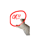 猫のみぃーちゃん（個別スタンプ：5）