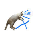 猫のみぃーちゃん（個別スタンプ：6）
