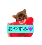 グレー猫ヨーダちゃん（個別スタンプ：1）