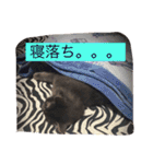 グレー猫ヨーダちゃん（個別スタンプ：3）