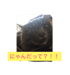 グレー猫ヨーダちゃん（個別スタンプ：4）