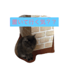 グレー猫ヨーダちゃん（個別スタンプ：5）