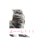 グレー猫ヨーダちゃん（個別スタンプ：6）