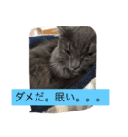 グレー猫ヨーダちゃん（個別スタンプ：7）