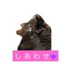 グレー猫ヨーダちゃん（個別スタンプ：8）