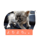 グレー猫ヨーダちゃん（個別スタンプ：9）