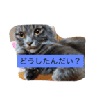 グレー猫ヨーダちゃん（個別スタンプ：10）