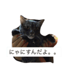 グレー猫ヨーダちゃん（個別スタンプ：11）