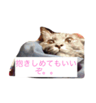 グレー猫ヨーダちゃん（個別スタンプ：12）