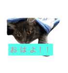 グレー猫ヨーダちゃん（個別スタンプ：13）