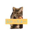 グレー猫ヨーダちゃん（個別スタンプ：14）