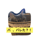 グレー猫ヨーダちゃん（個別スタンプ：15）