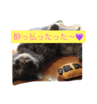 グレー猫ヨーダちゃん（個別スタンプ：16）