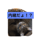 グレー猫ヨーダちゃん（個別スタンプ：17）