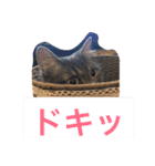 グレー猫ヨーダちゃん（個別スタンプ：18）