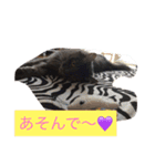 グレー猫ヨーダちゃん（個別スタンプ：19）