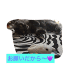 グレー猫ヨーダちゃん（個別スタンプ：20）