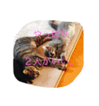 グレー猫ヨーダちゃん（個別スタンプ：23）