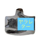 グレー猫ヨーダちゃん（個別スタンプ：24）