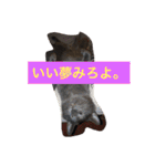グレー猫ヨーダちゃん（個別スタンプ：25）