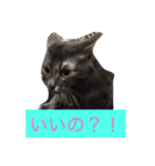 グレー猫ヨーダちゃん（個別スタンプ：27）