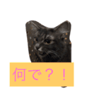 グレー猫ヨーダちゃん（個別スタンプ：28）