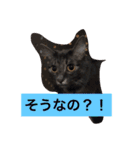 グレー猫ヨーダちゃん（個別スタンプ：30）