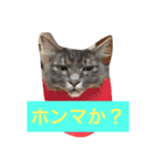 グレー猫ヨーダちゃん（個別スタンプ：31）