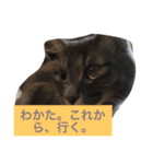 グレー猫ヨーダちゃん（個別スタンプ：32）
