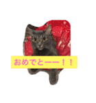 グレー猫ヨーダちゃん（個別スタンプ：34）