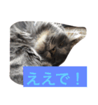 グレー猫ヨーダちゃん（個別スタンプ：37）