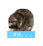 グレー猫ヨーダちゃん（個別スタンプ：38）