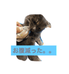 グレー猫ヨーダちゃん（個別スタンプ：39）