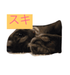 グレー猫ヨーダちゃん（個別スタンプ：40）