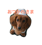 ダックス(レッド)日常会話（個別スタンプ：1）