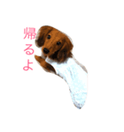 ダックス(レッド)日常会話（個別スタンプ：2）