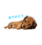 ダックス(レッド)日常会話（個別スタンプ：5）