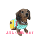 ダックス(レッド)日常会話（個別スタンプ：7）