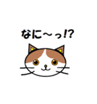日常会話でつかえるネコ（個別スタンプ：13）