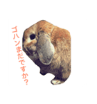 ノエたんだもの（個別スタンプ：1）