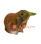 ノエたんだもの（個別スタンプ：3）